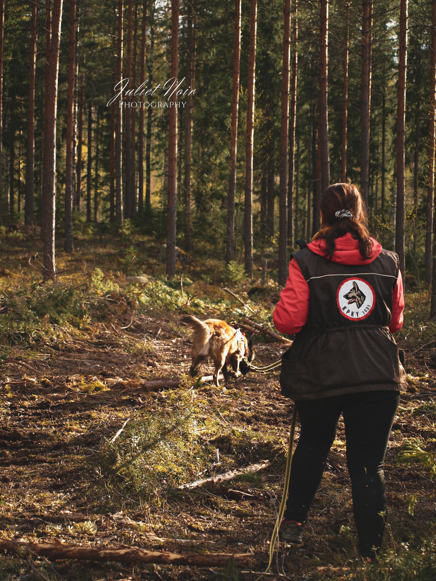 Maisa metsäjäljellä